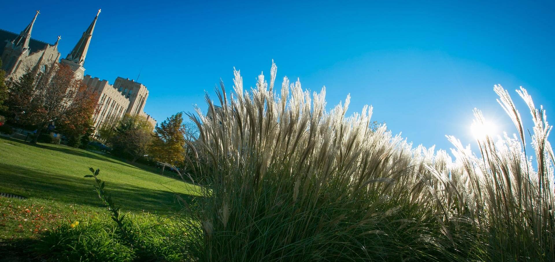 Campus landscape with decorative grasses