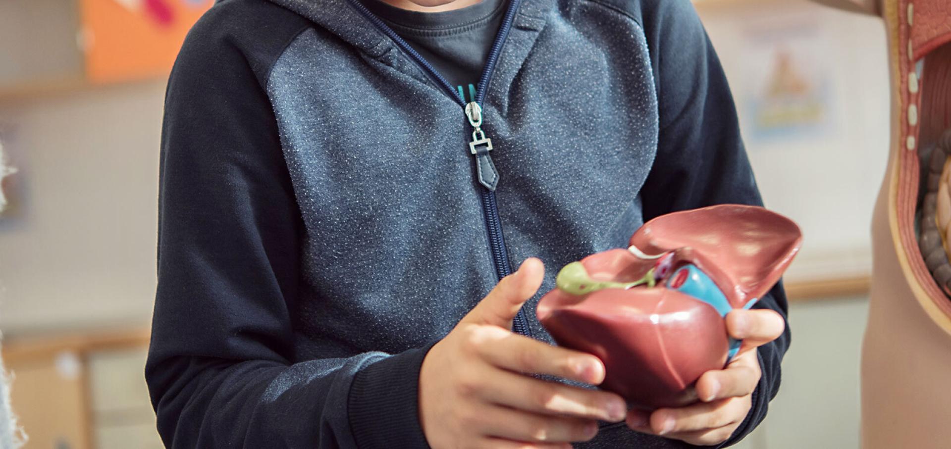 Child holding anatomical heart model.