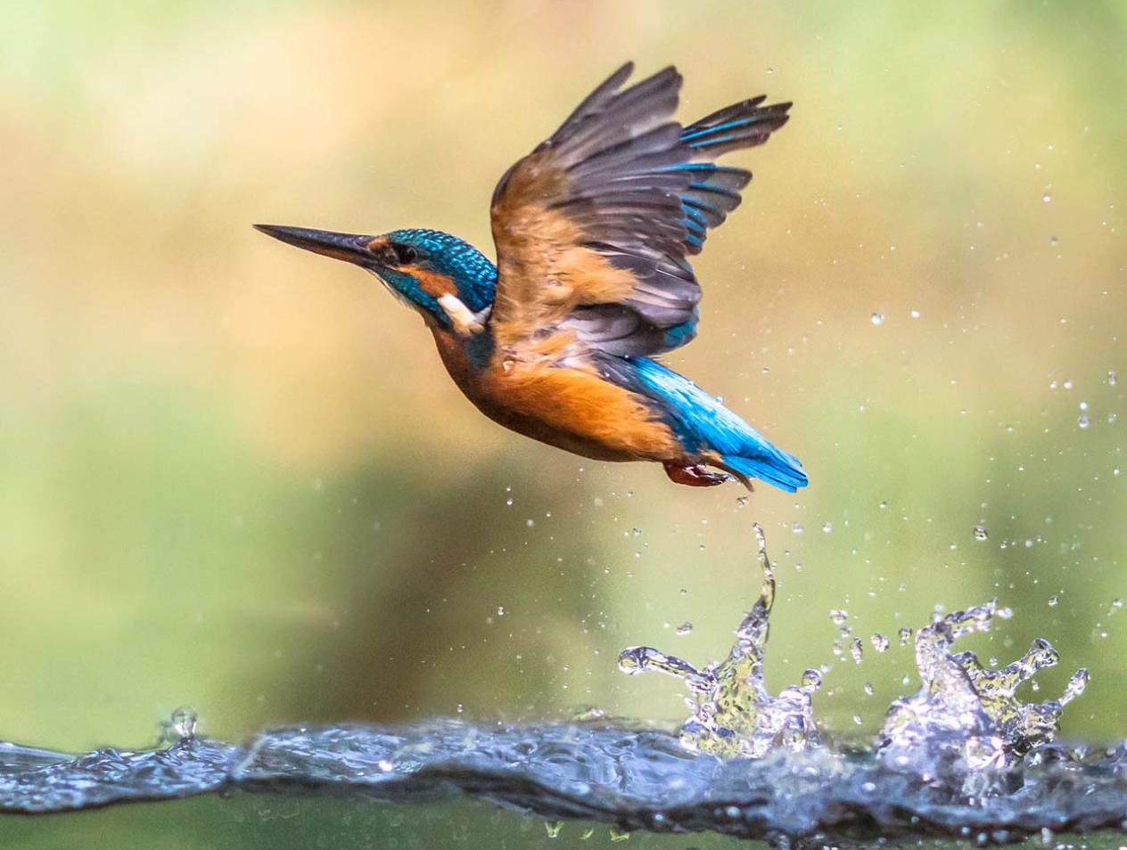kingfisher rising from water