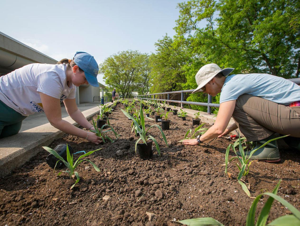 Two people cultivating garden on campus