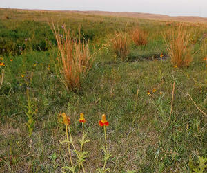Red prairie coneflower