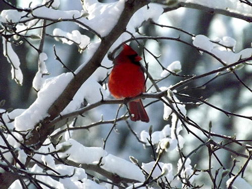 A cardinal in a snowy tree