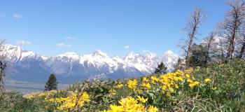 Jackson Hole, Wyoming, view of snowcapped mountains with yellow flowers in the foreground.