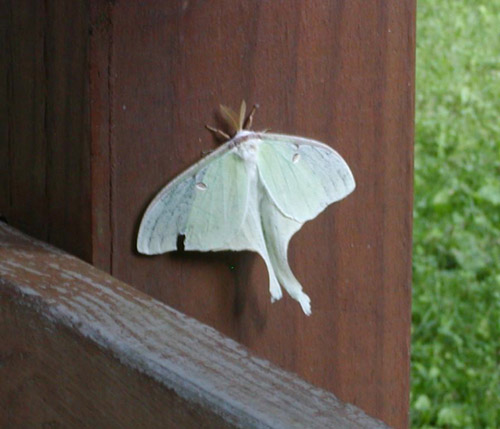 A luna moth on a wooden beam