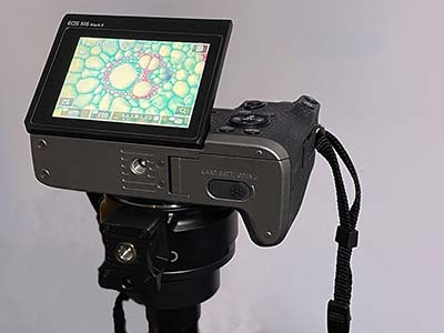 Closer view of slide display on Canon camera with microscope adapter
