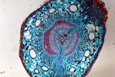 Pine Stem Cross-Section at 40x