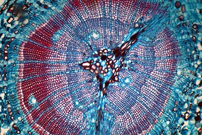 Pine Stem Cross-Section at 100x