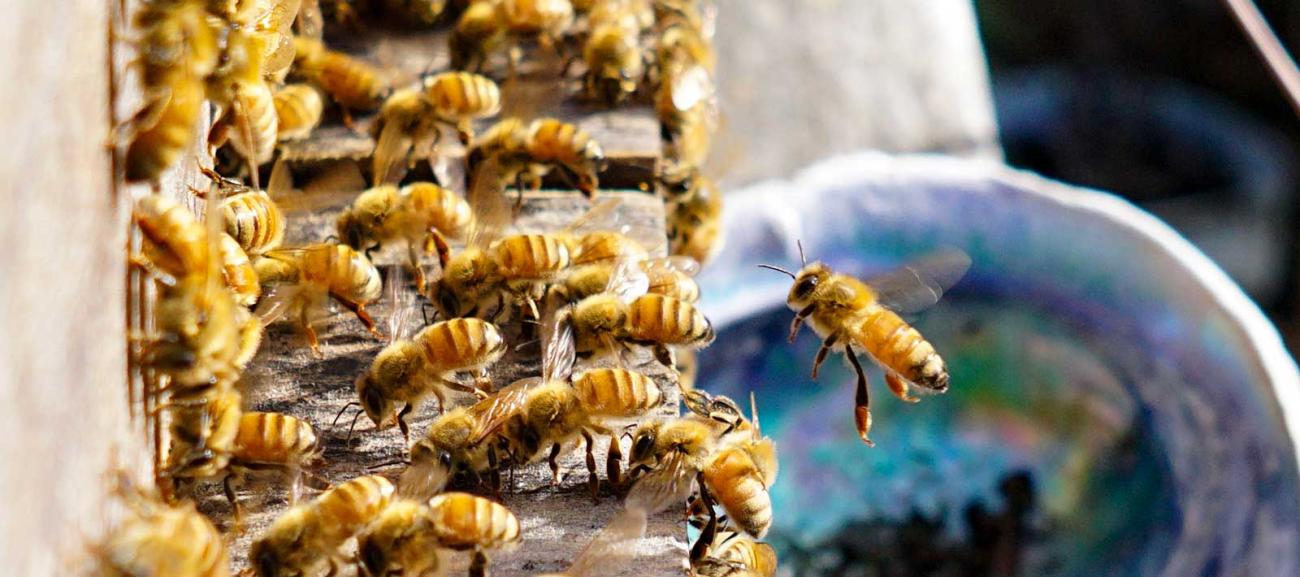 The plight of the honeybee