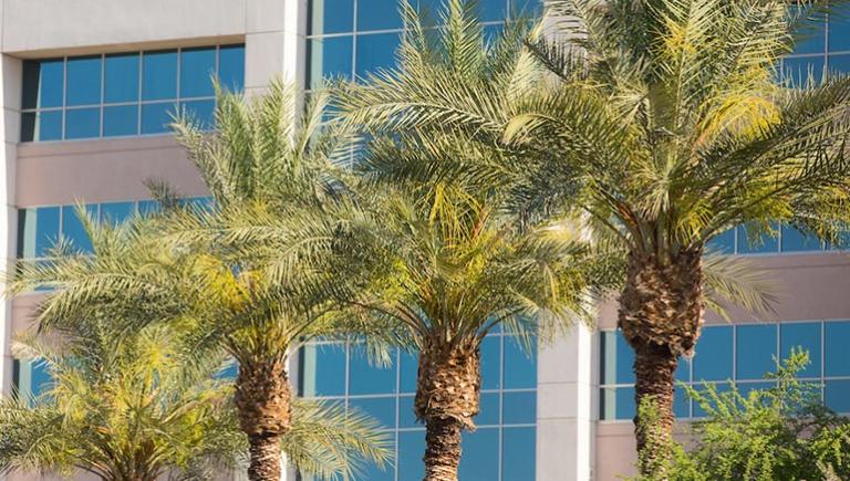 Palm trees at Phoenix campus