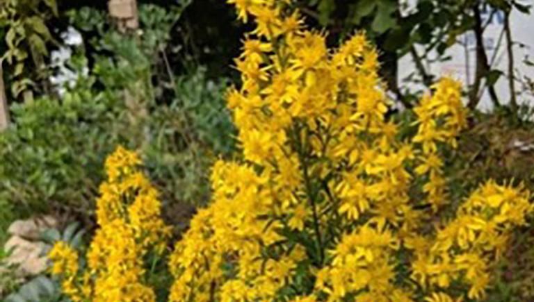 Long stemmed yellow flowers in the garden.