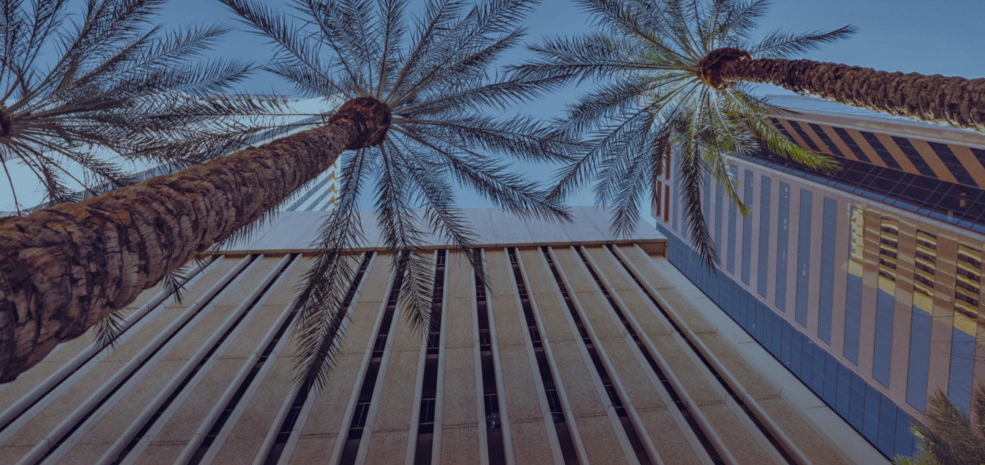 Phoenix palm trees by building