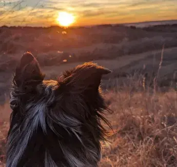 Paws and Peace: A Sunday Tradition​, by Haley Abrams, College of Professional & Continuing Education​