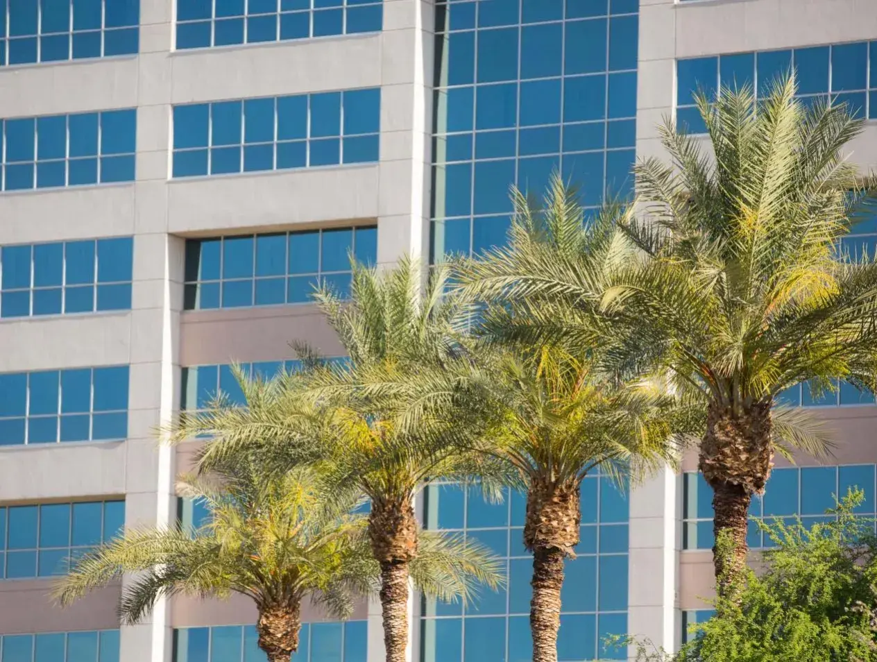 Phoenix campus with palm trees