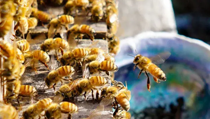 Honeybees